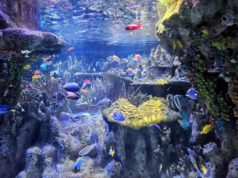 آکواریوم نیوانگلند (New England Aquarium)